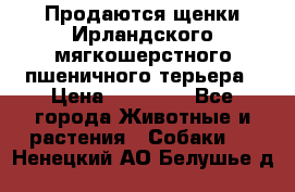 Продаются щенки Ирландского мягкошерстного пшеничного терьера › Цена ­ 30 000 - Все города Животные и растения » Собаки   . Ненецкий АО,Белушье д.